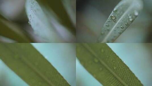 微距夏季雨后绿色树叶上的水珠叶脉高清在线视频素材下载