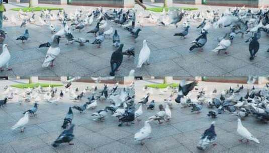 广西南宁民族广场的鸽子高清在线视频素材下载