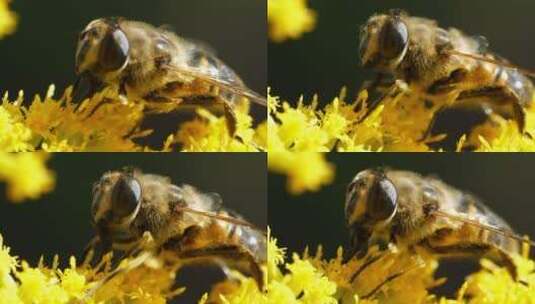 蜜蜂为黄花授粉的特写高清在线视频素材下载