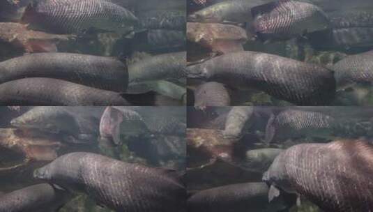 深水恐惧症巨骨舌鱼水下高清在线视频素材下载