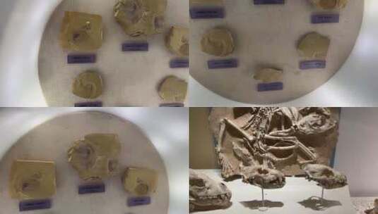 【镜头合集】海洋生物古生物恐龙化石高清在线视频素材下载