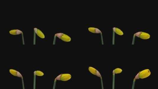 黄水仙花朵绽放高清在线视频素材下载