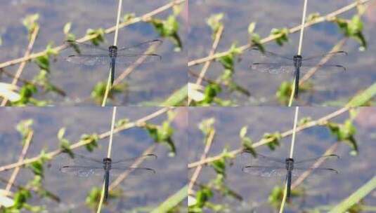 蓝色蜻蜓降落在芦苇上高清在线视频素材下载