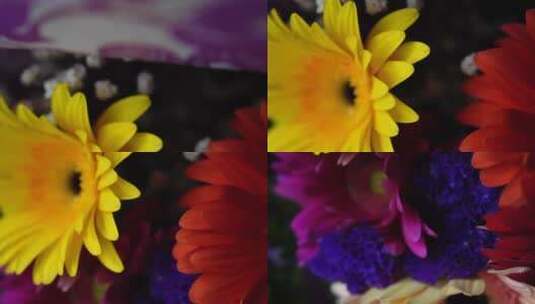 彩色非洲-菊-花-束宏高清在线视频素材下载