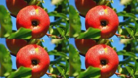长在树上的苹果高清在线视频素材下载