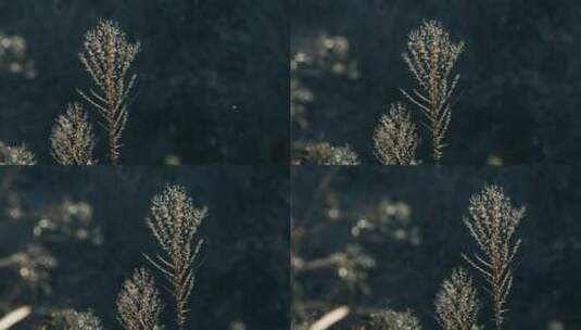 水甜茅植物逆光视频高清在线视频素材下载