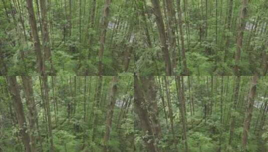 航拍杭州虎跑茂密的杉树林高清在线视频素材下载