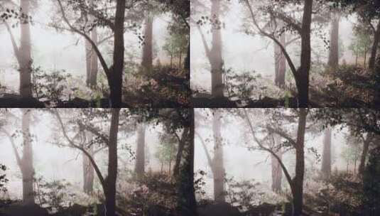 雾蒙蒙的秋天早晨阳光进入森林高清在线视频素材下载