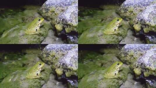 青蛙站在水里高清在线视频素材下载
