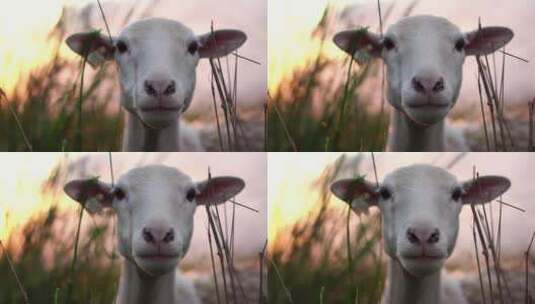可爱的羊在绿色牧场在村庄农场田野高清在线视频素材下载