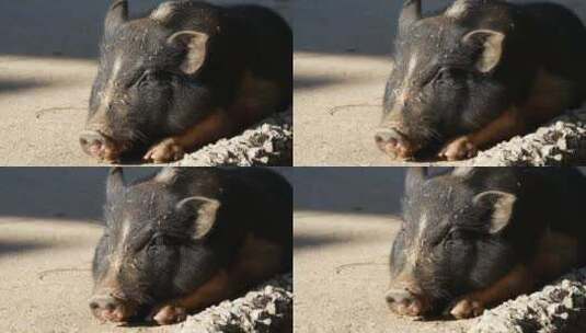 一只猪在街上晒太阳高清在线视频素材下载
