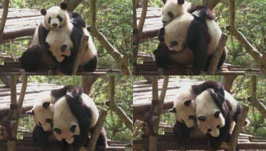 正在打闹的熊猫夫妇高清在线视频素材下载