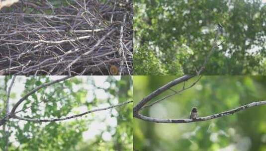 蜂鸟枝头夏季森林合集高清在线视频素材下载