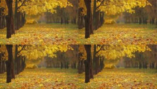 秋天金黄色的树叶落叶枫叶铺满道路小道特写高清在线视频素材下载