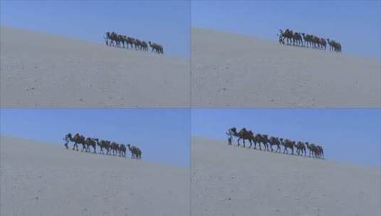 宁夏 沙漠  骆驼队在沙漠天际线行走 仰拍高清在线视频素材下载