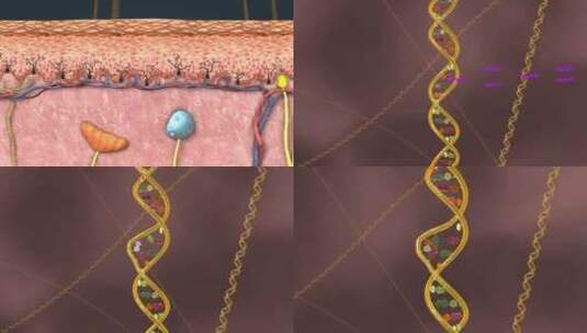 皮肤紫外线角化细胞黑素细胞黑色素医学动画高清在线视频素材下载