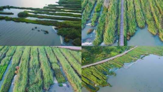 贵州威宁草海秋天芦苇飘飘高清在线视频素材下载