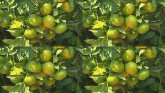 果实累累的橘树高清在线视频素材下载