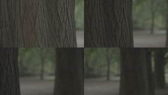 一排大水杉树高清在线视频素材下载