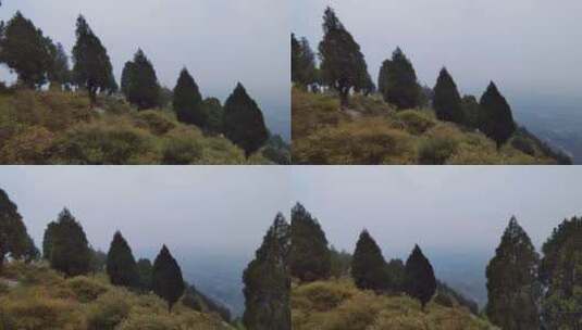 大山上挺拔的柏树高清在线视频素材下载