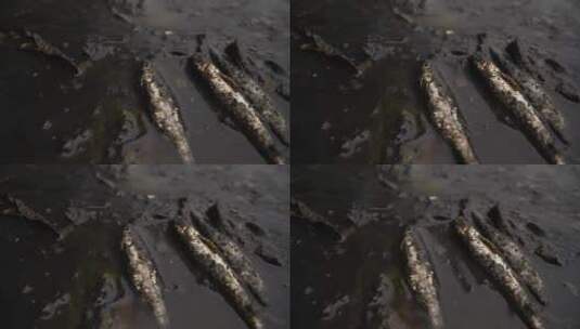 死鱼水污染的鱼特写镜头环境保护概念高清在线视频素材下载