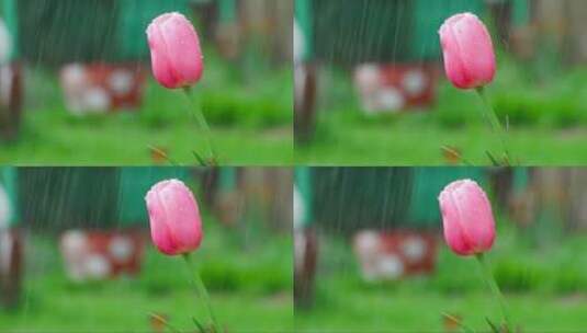 雨中的粉色郁金香高清在线视频素材下载
