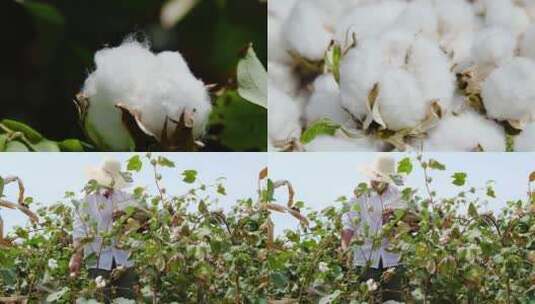 棉花种植高清在线视频素材下载