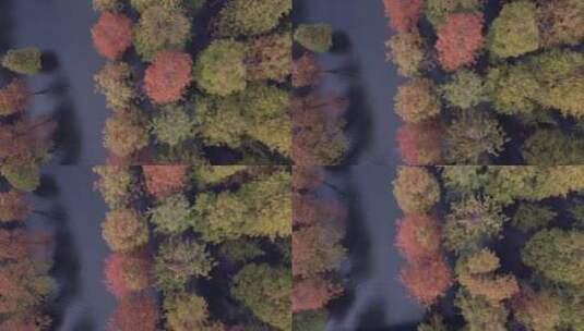 美丽的水上森林高清在线视频素材下载