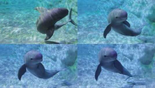 可爱的海豚 治愈系的眼神高清在线视频素材下载