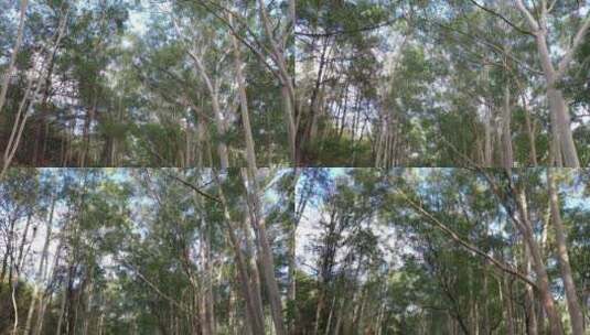 树林行走仰拍树林阳光移动树林仰望森林高清在线视频素材下载