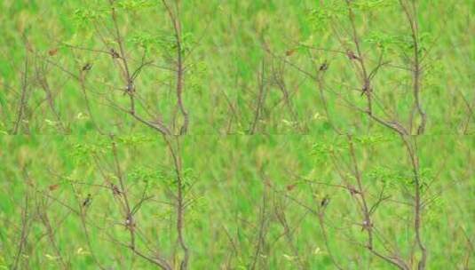 绿色稻田边树枝上的白腰文鸟高清在线视频素材下载