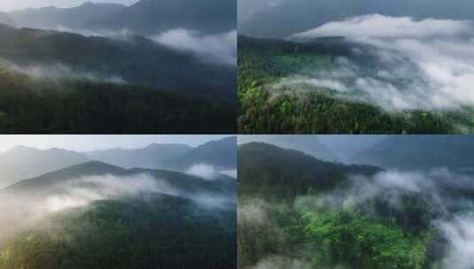 森里平流雾4k航拍多景别多片段高清在线视频素材下载