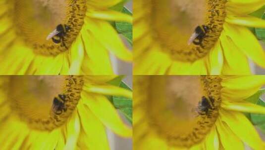 阳光下的向日葵蜜蜂采蜜高清在线视频素材下载