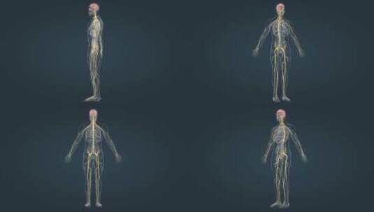 医学3D人体神经系统三维动画高清在线视频素材下载