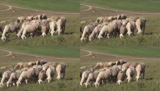 正在草原上吃草的羊群高清在线视频素材下载