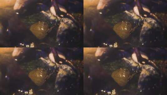 水中的青蛙小丑蛙高清在线视频素材下载