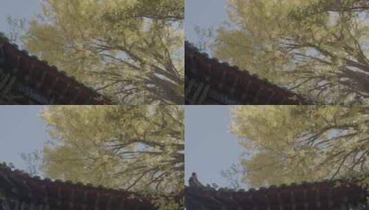 寺观秋季银杏高清在线视频素材下载