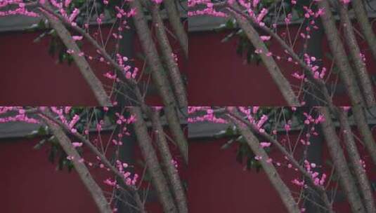 梅花盛开绽放花朵娇艳高清在线视频素材下载