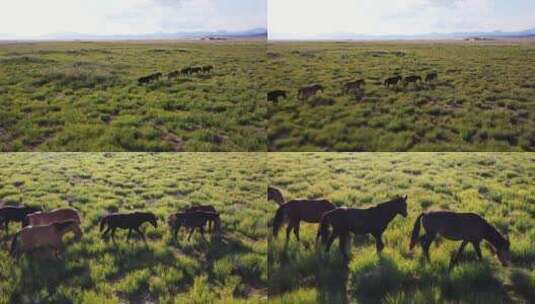 夏日烈日下草原上自由漫步的野马吃草高清在线视频素材下载