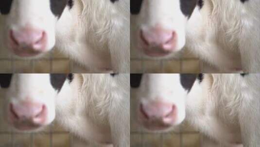 奶牛 小奶牛 奶牛场 奶牛养殖 (9)高清在线视频素材下载