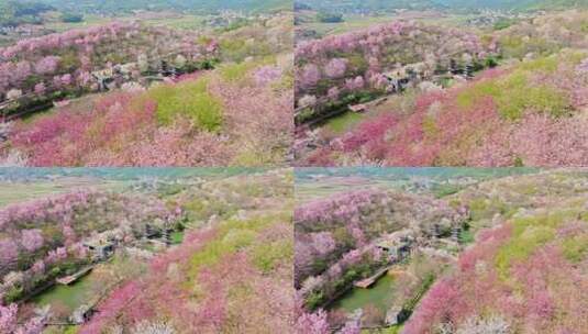 杭州樱花园高清在线视频素材下载