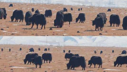草原上吃草的牦牛群高清在线视频素材下载