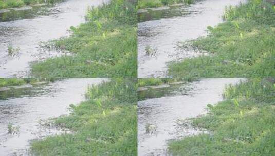 森林植物边田园小河流水风景高清在线视频素材下载