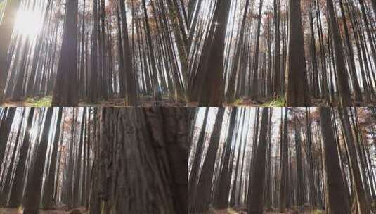 秋天的红杉林高清在线视频素材下载