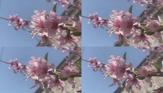 春天盛开的樱花桃花高清在线视频素材下载