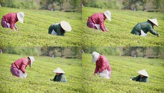 茶农在茶园采茶高清在线视频素材下载