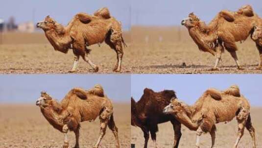高清实拍沙漠骆驼高清在线视频素材下载