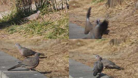 斑鸠野生鸟类高清在线视频素材下载