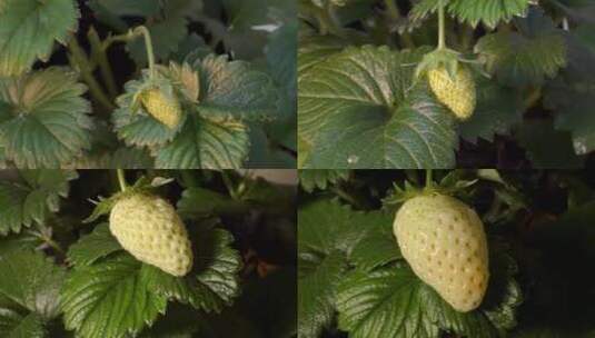 草莓成熟延时 草莓摄影 草莓延时摄影高清在线视频素材下载