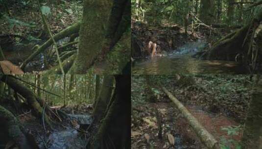 森林溪流高清在线视频素材下载